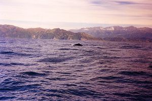 Whale-Watching vor Kaikoura