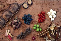 Bush Tucker