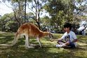 Känguru