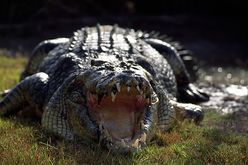 Krokodil