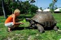Schildkröte auf den Seychellen