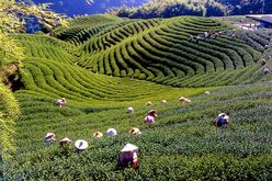 Teeplantage