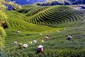 Teeplantage