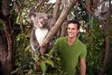 Begegnung mit Koalas, Queensland