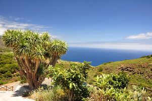 Drachenbaum auf der Insel La Palma
