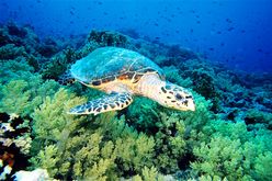 Karettschildkröte vor Ägypten