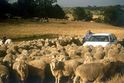 Kangaroo Island, Fahrt durch Schafe