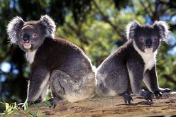 Koalas