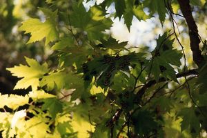 Tal der Schmetterlinge auf der Insel Rhodos