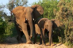 Elefanten in Namibia