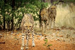 Leoparden