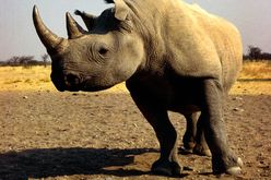 Nashorn