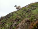 Highlandsheep am Straßenrand