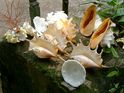 Muscheln aus dem indischen Ozean